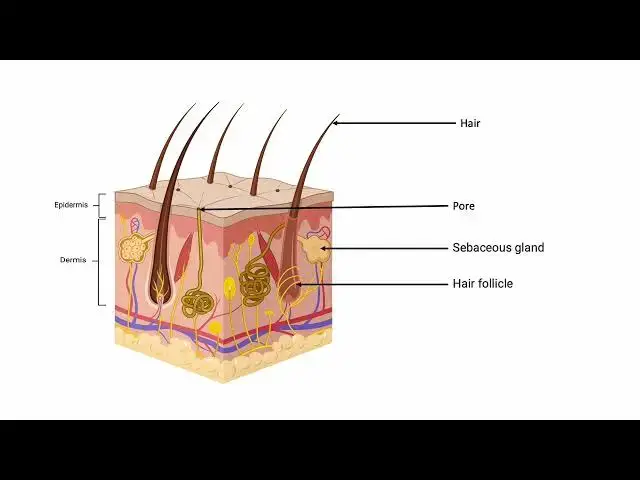 Video thumbnail for Anatomy of the Skin Animation