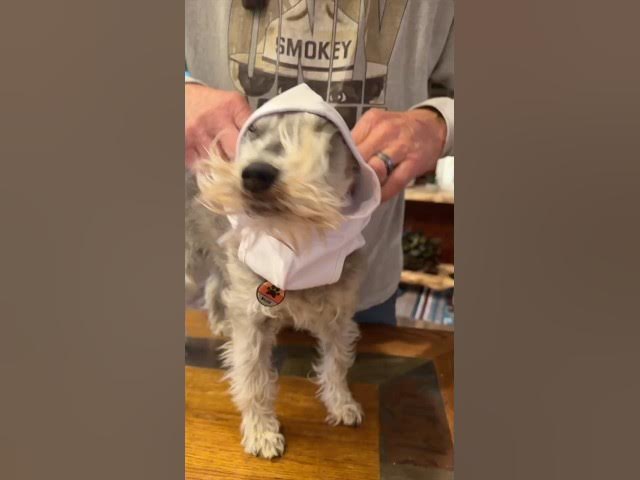 Video thumbnail for Our Dogs Rocking our New Cowboy Apparel Gear