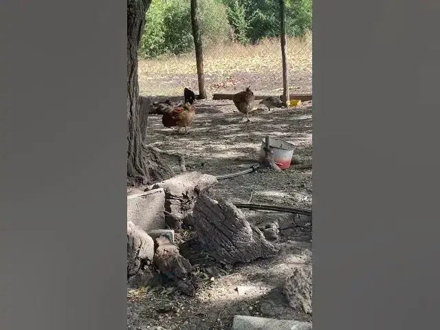 Video thumbnail for Adorable chickens😍😘🥰#shorts