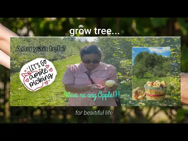 'Video thumbnail for Halika samahan ninyo ako mag apple picking sa wala namang Apple!'