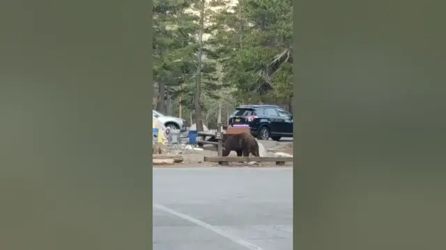 Video thumbnail for Big Bear Walks Through Campground | Mammoth Lakes California #shorts #bear