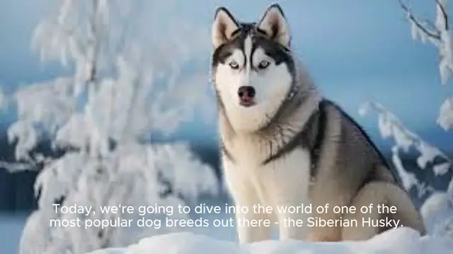 Video thumbnail for Siberian Husky