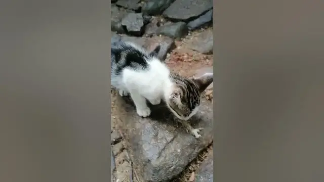 Video thumbnail for cat eating fish