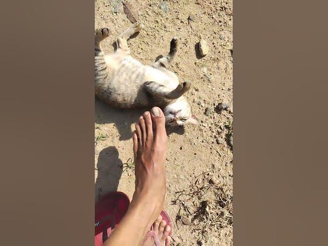 Video thumbnail for Cat Playing With My Leg