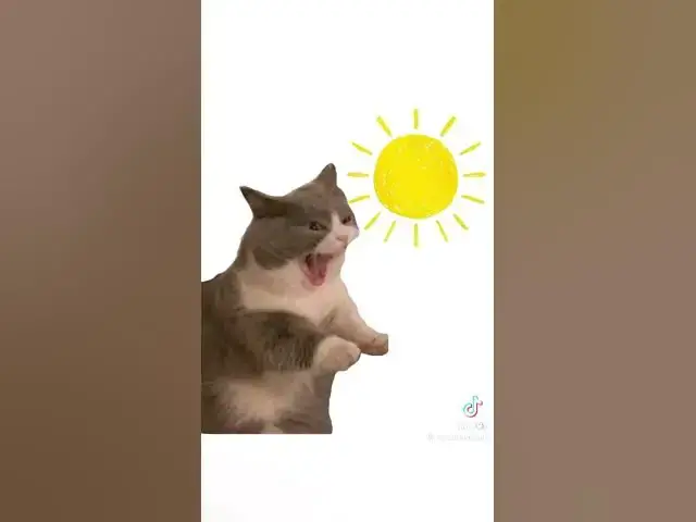 'Video thumbnail for les règles expliqué par les chats'