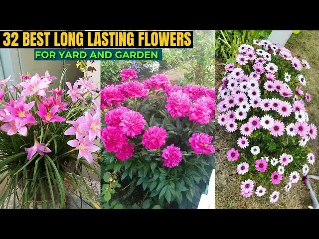 'Video thumbnail for 32 Best Long Lasting Flowers for Yard and Garden'