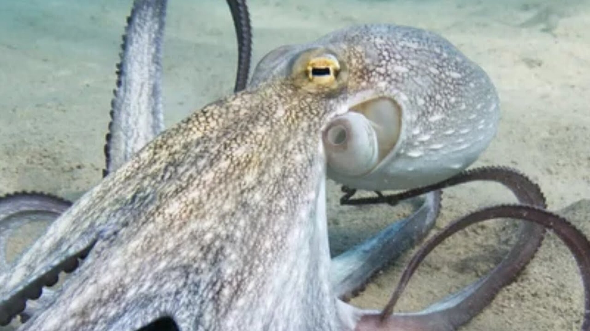 Video thumbnail for The Terrifying Thing You Didn't Know Octopuses Could Do