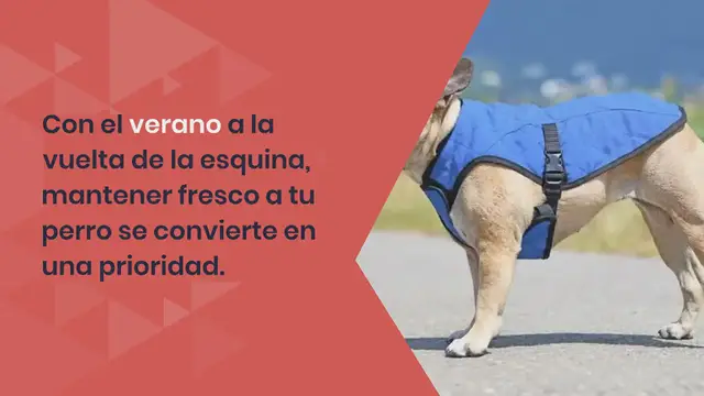 Video thumbnail for Los mejores chalecos refrescantes para perros en 2024