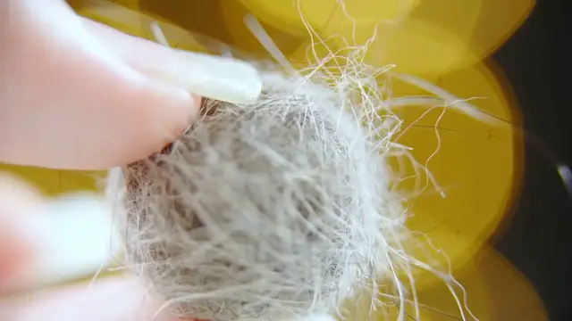 'Video thumbnail for Best Carpet Choices for Pets'