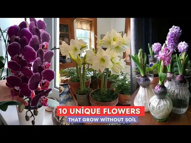 'Video thumbnail for 10 Unique Flowers That Grow Without Soil'