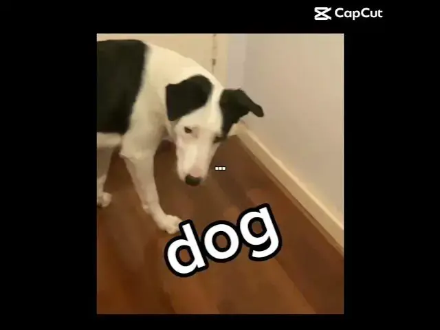 Video thumbnail for dont be scared #dogs  #dogshorts #dogs #dog