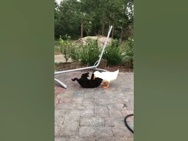 Video thumbnail for Cat and duck play#cat #duck#cuteanimal#loveanimals#foryou #babyanimals