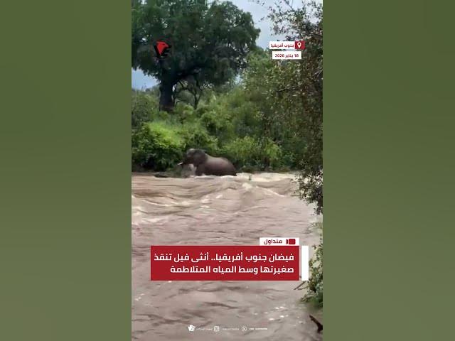 Video thumbnail for فيضان جنوب أفريقيا.. أنثى فيل تنقذ صغيرتها وسط المياه المتلاطمة
