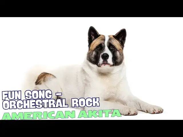'Video thumbnail for Akita Anthem馃惥馃幎'
