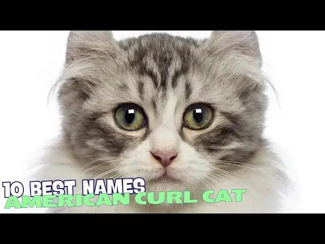 'Video thumbnail for 10 Best Names for American Curl Cats 馃惥馃憘'