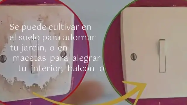 Video thumbnail for Aquí se explica cómo multiplicar ciclamen y tener un balcón lleno de flores de una sola planta: