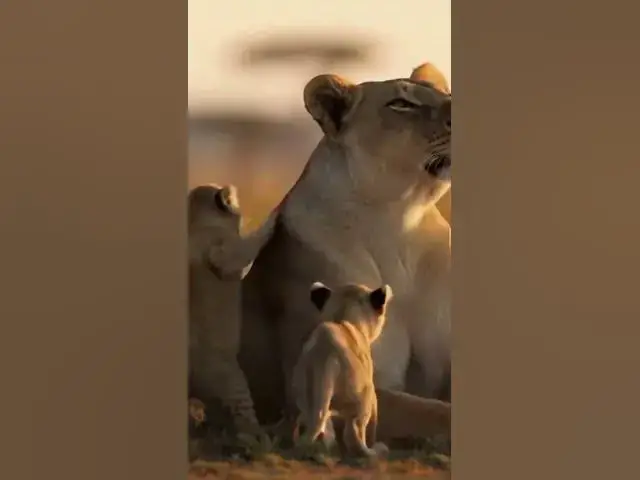 Video thumbnail for 🦁 LIONESS WITH 3 CUTE CUBS – MUST WATCH! #cute #adorablemoments