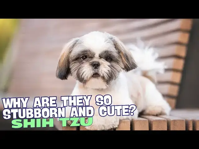 'Video thumbnail for Why Are Shih Tzu So Stubborn and Cute? 馃惥馃挅'