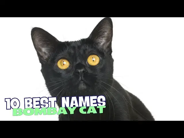 'Video thumbnail for 10 Best Names for Bombay Cats 馃惥馃枻'