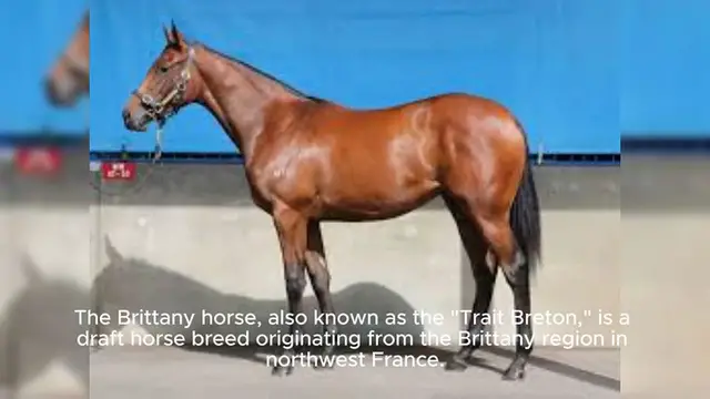 Video thumbnail for Brittany Horse