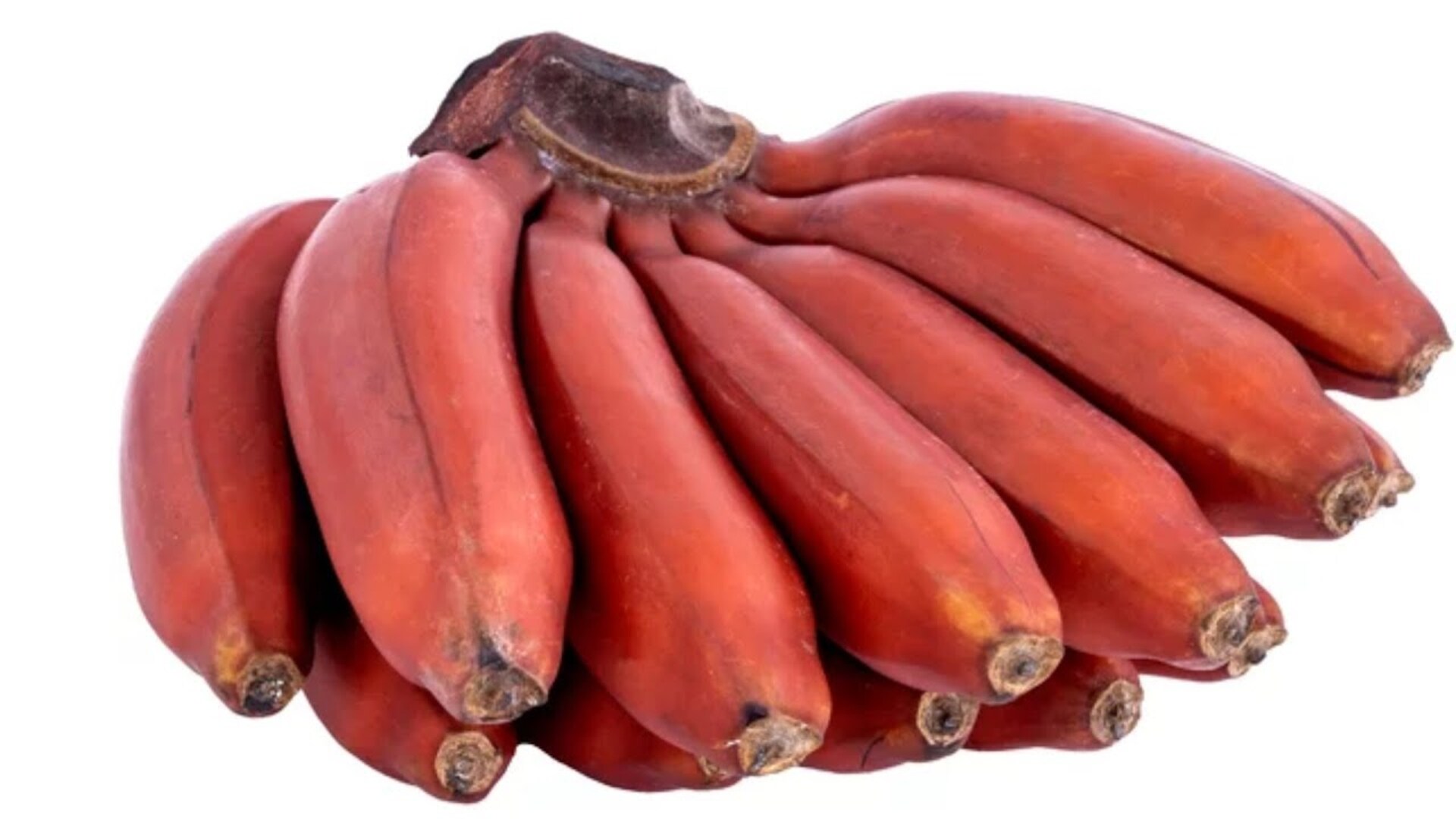 Video thumbnail for The Real Difference Between Red And Yellow Bananas