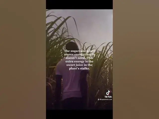 Video thumbnail for Sugarcane in Dominican Republic #sugar #travel #dominican #travel #fyp #learning #documentary #fy