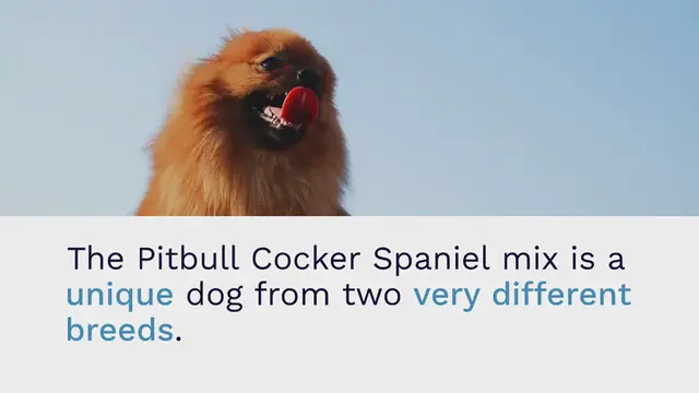 Video thumbnail for Cocker Spaniel Pitbull mix: everything about this mixed breed