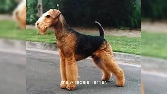 Video thumbnail for Airedale Terrier