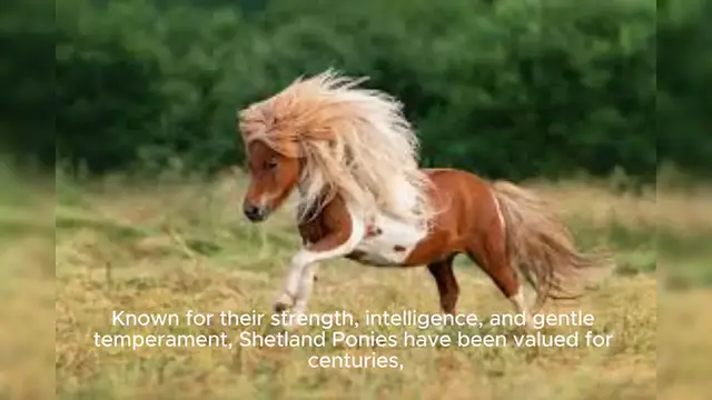 Video thumbnail for Shetland Pony