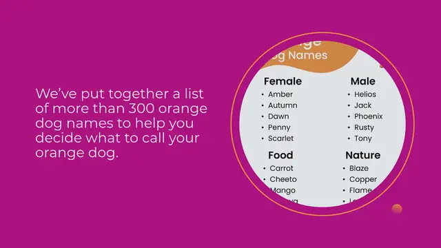 Video thumbnail for 300+ Orange Dog Names For Your Pup