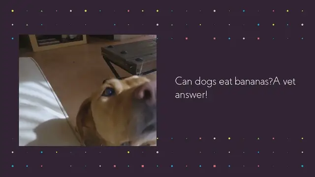 Video thumbnail for Can dogs eat bananas? A vet answer!