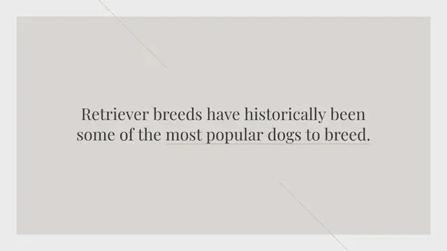 Video thumbnail for The 6 types of Retriever dogs