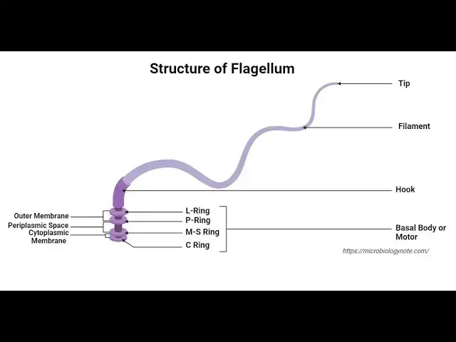 Video thumbnail for Flagella Lecture Video– Definition, Structure, Types, Functions, Rotation, Examples