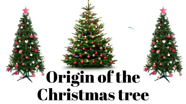 Video thumbnail for Origin of the Christmas tree- History and Evolution