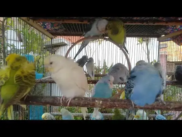 'Video thumbnail for Hobby Bliss Raising CUTE, Healthy, Beautiful Mutations #birdlovers'