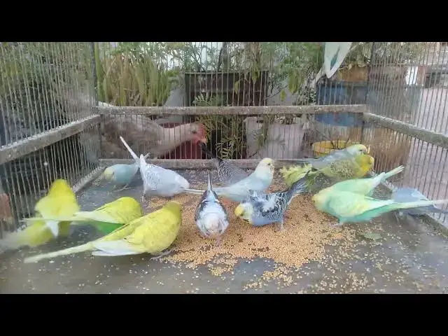 'Video thumbnail for 🌈 Rainbow Magic – CUTE Bird Mutations ✨ #ColorfulBirds'