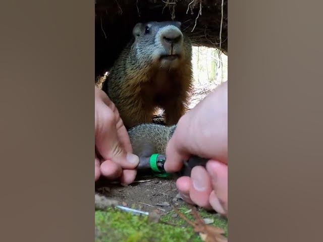 Video thumbnail for Hands Prying Plastic Loop in a Tight Forest Den