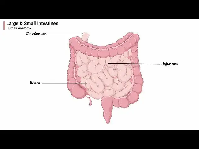 Video thumbnail for Large & Small Intestines - Human Anatomy Animation