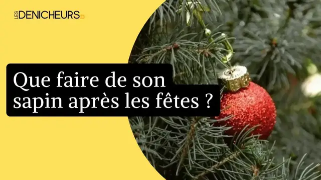Video thumbnail for 🎄 Que faire de son sapin après les fêtes ? (Voici des idées de recyclage intéressantes)