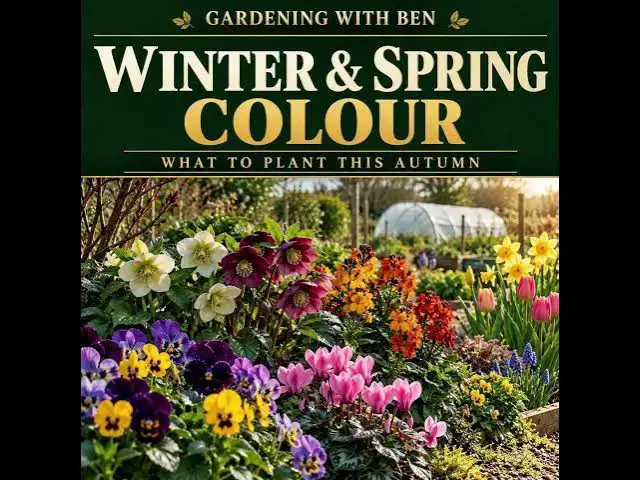 Video thumbnail for Autumn Flowers for Winter and Spring Colour | Pansies, Cyclamen, Hellebores & Bulbs