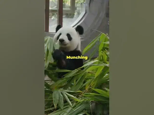 'Video thumbnail for Top 4 Unique Lazy Animals You Won't Believe Exists!!'