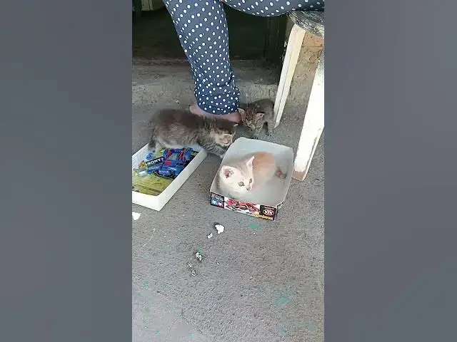 Video thumbnail for Cute kittens😍😘🥰#shorts