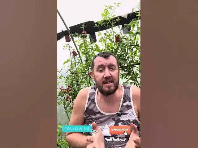 'Video thumbnail for What vegetables can you plant in August'