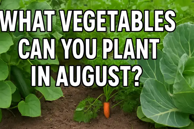 'Video thumbnail for What vegetables can you plant in August'