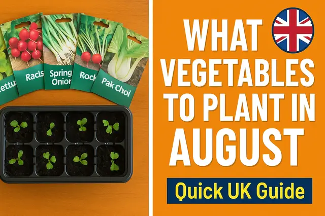 'Video thumbnail for What vegetables can you plant in August'