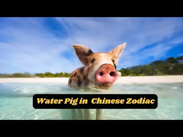 Video thumbnail for Characteristics of the Water Pig in the Chinese Zodiac