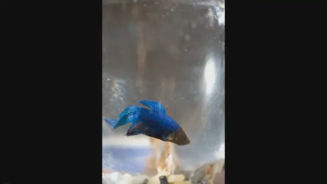 'Video thumbnail for Betta Fish Care When Sick'