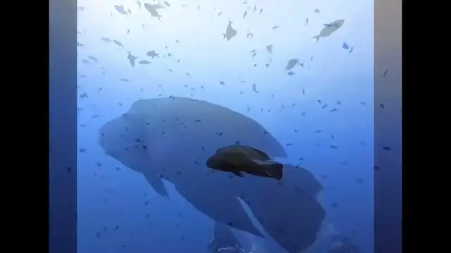 Video thumbnail for Exploring the Stunning Underwater World 🐠 🐡 of BAA Atoll’s 🏝️UNESCO Biosphere (May 2023)