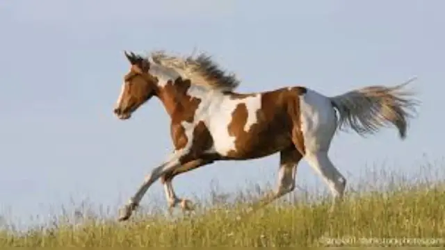 Video thumbnail for Pinto Horse