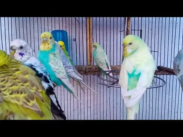 Video thumbnail for 🧼 Weekly Budgie Cage Cleaning Routine in Portland 🪣  Zero Smell Method! 🧽 #BudgieClean #PortlandP